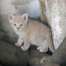 Huskat Pink Panda **Forsvundet**