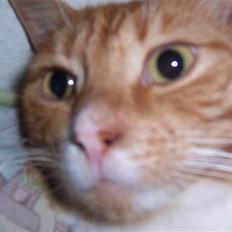 Huskat Richard *FORSVUNDET*