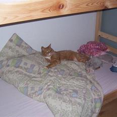 Huskat Richard *FORSVUNDET*