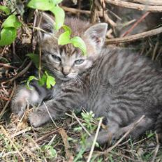 Blanding af racer Scooby VÆK:(