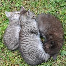 Blanding af racer Scooby VÆK:(