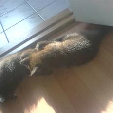 Norsk Skovkat Ludvig