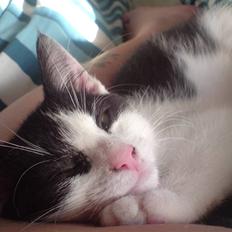 Blanding af racer Bjarne