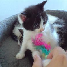 Blanding af racer Bjarne