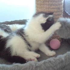 Blanding af racer Bjarne