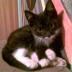 Blanding af racer Felix