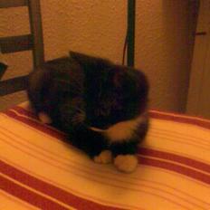 Blanding af racer Felix