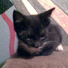 Blanding af racer Felix