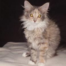 Maine Coon Missya