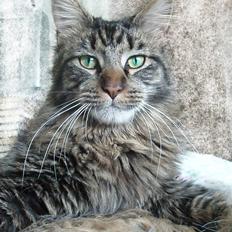 Maine Coon Misja