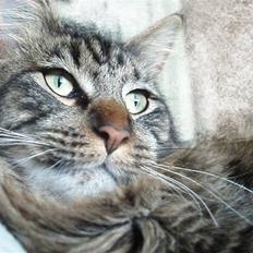 Maine Coon Misja