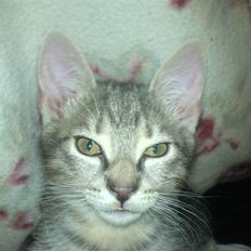 Europé dk Zawi fanandiz