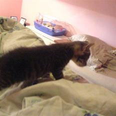 Europé dk Zawi fanandiz