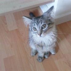 Blanding af racer Vaffel ;)(bor ved min X )