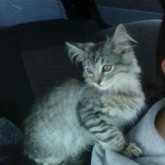 Blanding af racer Vaffel ;)(bor ved min X )