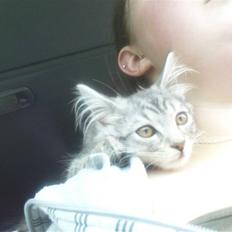 Blanding af racer Vaffel ;)(bor ved min X )