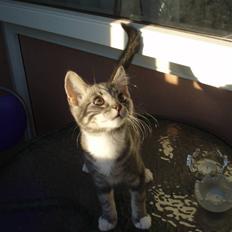 Huskat Severus *R.I.P.*