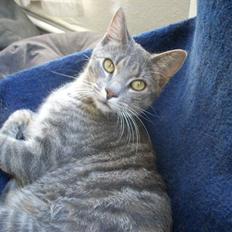 Huskat Missefar - aflivet :(