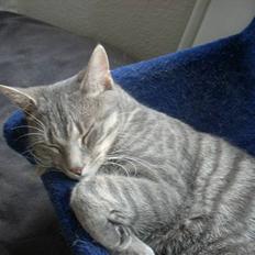 Huskat Missefar - aflivet :(