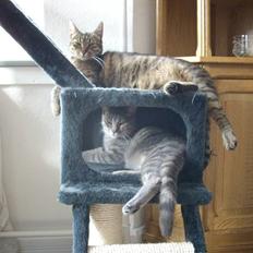 Huskat Missefar - aflivet :(