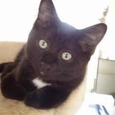 Blanding af racer Dahlia