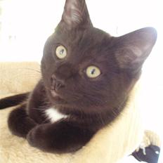 Blanding af racer Dahlia