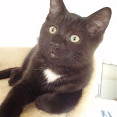 Blanding af racer Dahlia