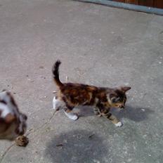 Blanding af racer SIF