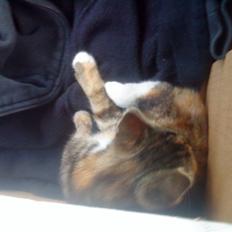 Blanding af racer SIF