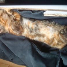 Blanding af racer SIF