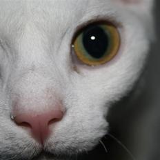 Devon Rex S* Lovestory