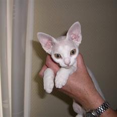 Devon Rex S* Lovestory