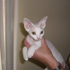 Devon Rex S* Lovestory