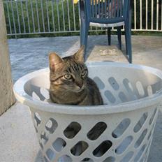 Blanding af racer Tina