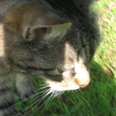 Blanding af racer Tina