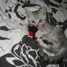 Blanding af racer Findus