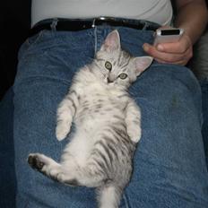 Blanding af racer Findus