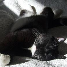 Huskat Dolph - min mors - flyttet