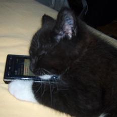 Huskat Dolph - min mors - flyttet