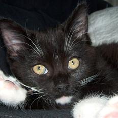 Huskat Dolph - min mors - flyttet