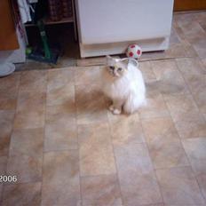 Huskat Tulle Og Hendes Killinger