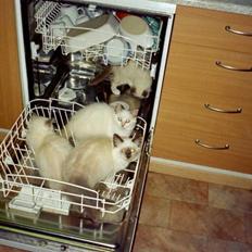 Huskat Tulle Og Hendes Killinger