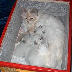 Huskat Tulle Og Hendes Killinger