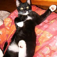 Blanding af racer Bølle