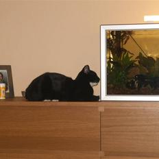 Blanding af racer Bølle