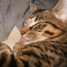 Blanding af racer Putte