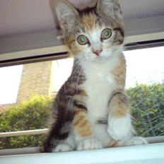 Blanding af racer Mobi *har fået nyt hjem*