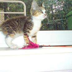 Blanding af racer Mobi *har fået nyt hjem*