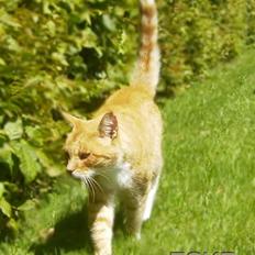 Huskat Frazze