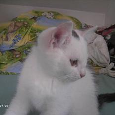 Blanding af racer BABY girl. * Solgt* :( <3